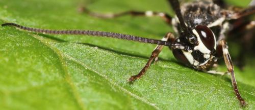 Coelichneumon desinatorius